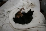 Cozy Cats on the Couch