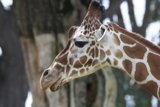 Close Encounter at SF Zoo, 2024