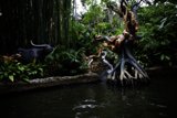 Mysterious Jungle Pond Encounter