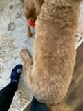Poodle Puppy Plays with Toy on Owner's Feet