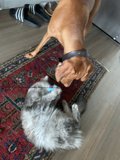 Wood Flooring and Animal Playtime