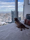 Urban Pup Takes a Nap