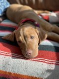 Cozy Canine on Linen Blanket