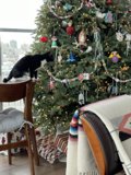 Festive Feline