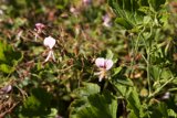 Botanical Delight