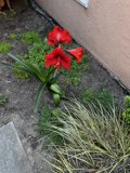 Bold and Beautiful Carnation