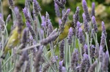 Yellow Sunbird Feeding Among Purple Lavender Flowers