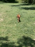 Happy Hound