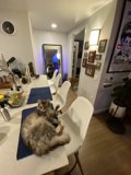 Kitchen Cat