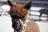 Charming Llama at Carmel Valley Ranch