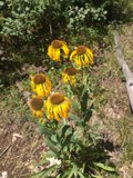 Golden Blooms of the Woods