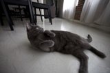 Feline Fitness on Hardwood Flooring
