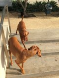 Paws on Stairs