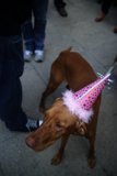 Party Pup