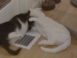 Cats Playing by Floor Air Vent