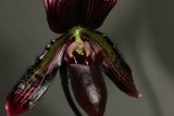 Striking Striped Orchid