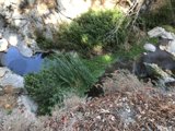 A Serene Stream Through the Wilderness