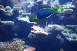 Vibrant Parrotfish Swimming Through Coral Reef