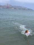 Paws in the Pacific
