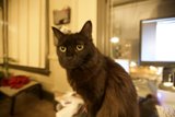 Feline Observer