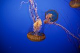 Graceful Dance of the Deep
