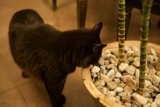Midnight Garden Exploration
