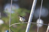 Birdsong from Above