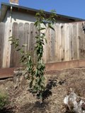 Growing Resilience