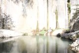 Serenity in the Forest