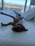 Urban Canine Comfort