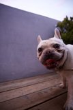 A Bulldog's Day Out in LA, 2023