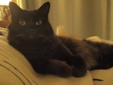 Feline Relaxation