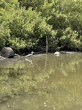 Waterfowl on the Rocks