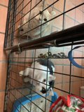 Feline Captives
