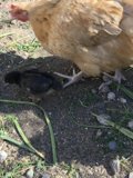 Mother Hen and Her Chick
