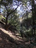 Into the Wild