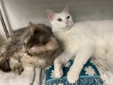 Double Trouble: Two White Cats Taking Over the Pillow