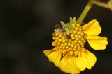 Busy Bee on a Daisy