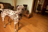 Paw-some Hardwood Floors