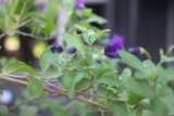 Geranium and Bug