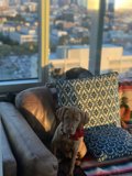 Furry Friends on the Cozy Couch