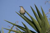 Sparrow's Perch Atop Palm