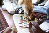 A Curious Cat's Exploration of the Living Room