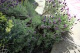 A blooming lavender bush