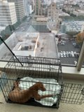 City Life in a Cage
