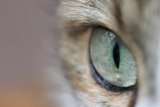 Feline Gaze