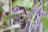 Lavender Encounter