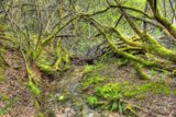 Tranquil Stream in Forest