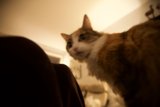 The Feline Stare