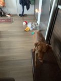 Kitchen Canine